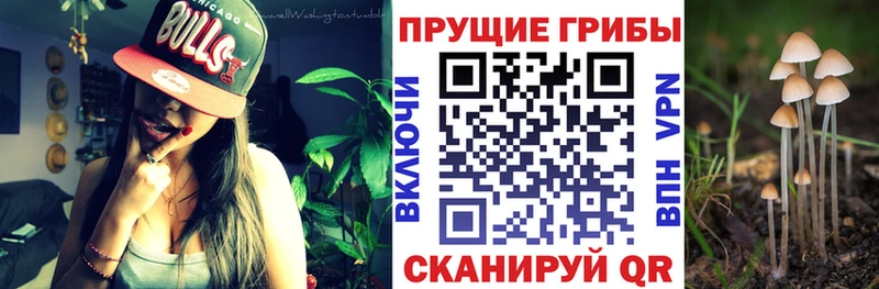 купить  цена  Усинск  Галлюциногенные грибы Psilocybine cubensis 
